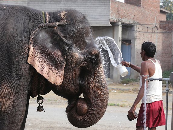 La mort de l'éléphante a provoqué une grande émotion en Inde et pris un tour politique (archives). © KEYSTONE/EPA/RAMINDER PAL SINGH