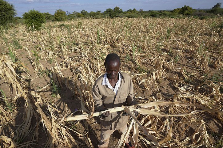 Le phénomène El Nino, qui a commencé en 2023, provoque généralement une hausse des températures mondiales pendant une année. Actuellement, il provoque des sécheresses catastrophiques en Afrique australe, où le Zimbabwe (photo) et le Malawi ont eux aussi demandé de l'aide internationale. © KEYSTONE/AP/Tsvangirayi Mukwazhi