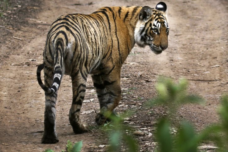 La Cambodge, le Laos et le Vietnam ont perdu leur population autochtone de tigres. Seuls 23 tigres vivant à l'état sauvage ont été recensés en Birmanie. En Inde (photo), plus de 3600 tigres vivant à l'état sauvage ont été dénombrés, selon les statistiques du gouvernement, © KEYSTONE/AP/SATYAJEET SINGH RATHORE