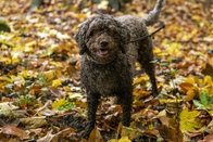 Mise bas des animaux: Les chiens doivent être tenus en laisse en forêt