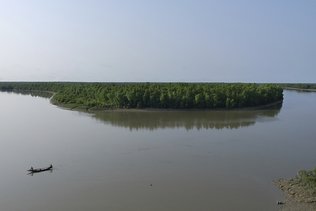 Plus de la moitié des mangroves menacées d'extinction d'ici 2050