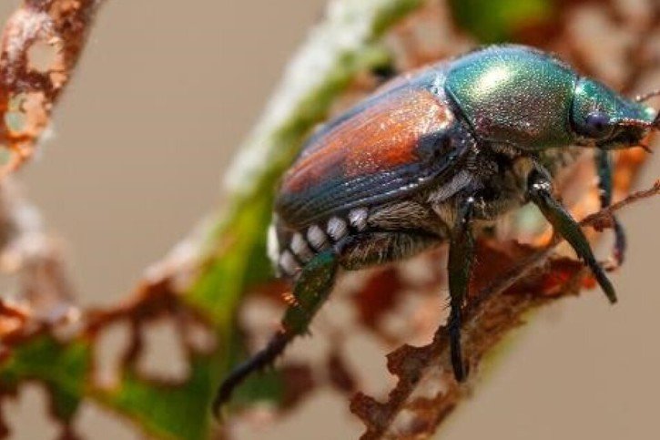 En 2014, les scarabées japonais se sont installés en Italie, où ils ont ravagé des vignobles entiers, avant d'arriver au Tessin. Ils ne peuvent plus qu'y être endigués, à défaut de pouvoir les exterminer. © Chsristian Schweizer / Agroscope