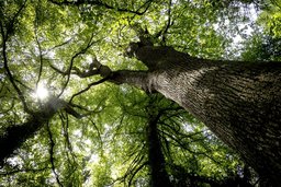La forêt devra s’adapter au climat
