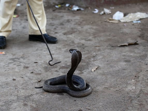 Le venin du cobra indien est essentiellement neurotoxique et cardiotoxique (archives). © KEYSTONE/EPA/HARISH TYAGI