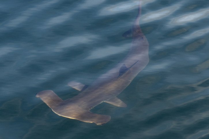 L'étude a été menée sur une petite espèce de requin-marteau originaire de la région du golfe du Mexique, qui retourne dans le même estuaire chaque année (archives). © KEYSTONE/EPA/NIC BOTHMA