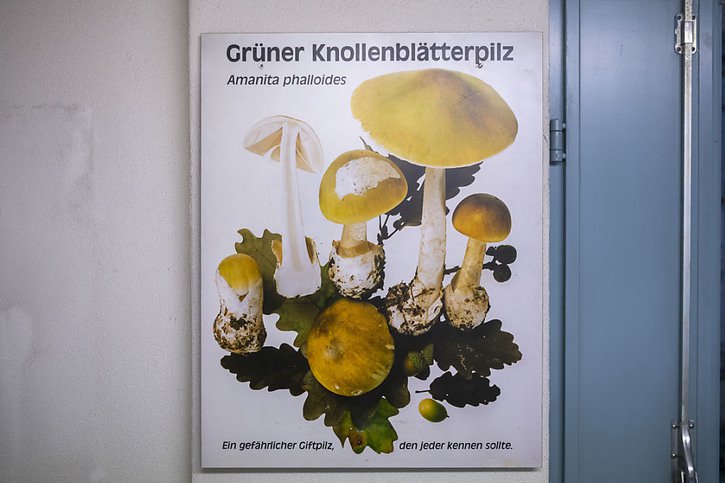 L'amanite phalloïde sur une affiche du contrôle des champignons de la ville de Zurich: la recourante avait empoisonné son mari avec cette redoutable oronge verte (archives). © KEYSTONE/CHRISTIAN BEUTLER