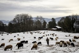 Des bergers au cœur de l’hiver