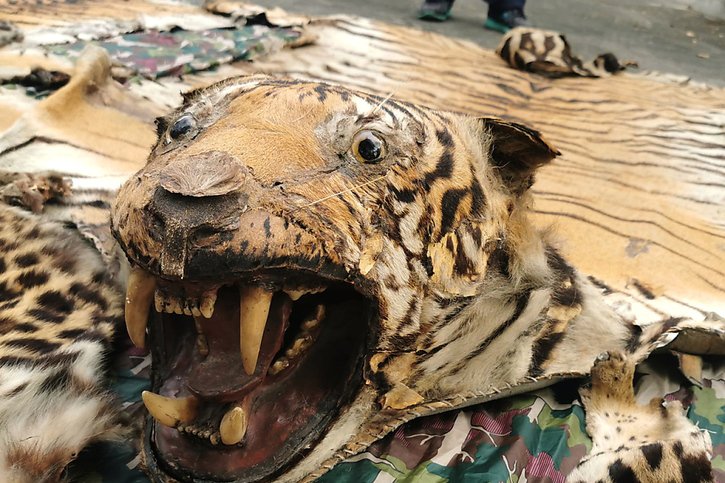 L'homme est accusé d'avoir tué quelque 70 tigres du Bengale, une espèce menacée (archives). © KEYSTONE/EPA THE DNP/THE DNP HANDOUT HANDOUT