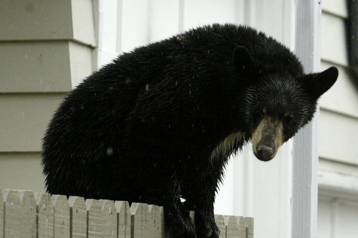 Après avoir été poussée du muret, l'ourse est repartie avec ses deux petits (cliché symbolique/Keystone archives). © KEYSTONE/AP CGYS/Brett Gundlock