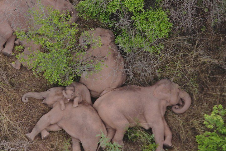 Les pachydermes se sont octroyés un peu de repos après un périple de plus de 500 km. © KEYSTONE/AP
