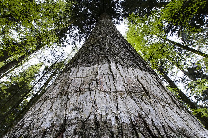 Selon les chercheurs de l'institut WSL, l'humidité joue un rôle-clé dans la croissance des arbres (image d'illustration). © KEYSTONE/JEAN-CHRISTOPHE BOTT
