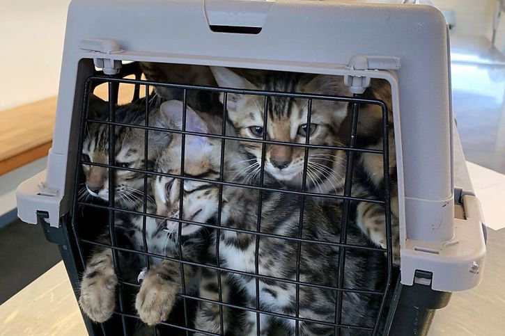 Les agents ont découvert les animaux dans deux cages. Les animaux avaient ainsi voyagé depuis le Portugal pendant 18 heures, indique l'AFD. © Administration fédérale des douanes AFD