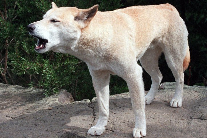 Les dingos sont des prédateurs opportunistes, qui mangent toute la nourriture qu'ils trouvent (archives). © KEYSTONE/AP/Russell Mcphedran