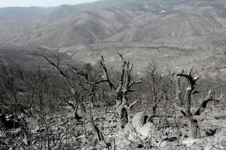 Lors de l'été caniculaire de 2003, plus de 10'000 hectares de forêts avaient brûlé dans le massif des Maures (archives). © KEYSTONE/EPA/OLIVIER HOSLET