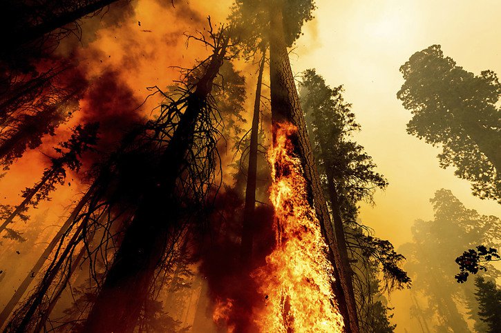 Certains séquoias sont vieux de 2000 à 3000 ans. © KEYSTONE/AP/Noah Berger