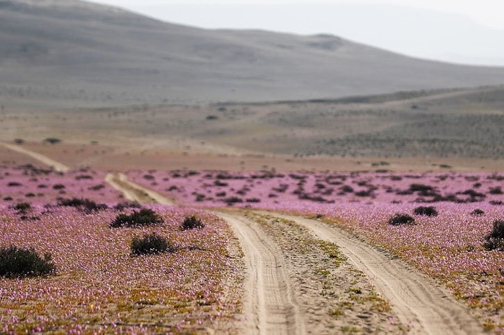 Des graines "dormantes" enfouies sous le sable, qui peuvent survivre pendant des décennies en attendant un minimum d'eau pour germer, puis fleurir, sont le secret du phénomène dans l'Atacama (archives). © KEYSTONE/EPA/JOSE CAVIEDES
