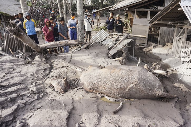Au moins 11 villages du district de Lumajang ont été recouverts d'une épaisse couche de cendres, qui a enseveli presque complètement certaines habitations et véhicules, et tué du bétail. Ici, une vache à Lumajang. © KEYSTONE/EPA/AMMAR
