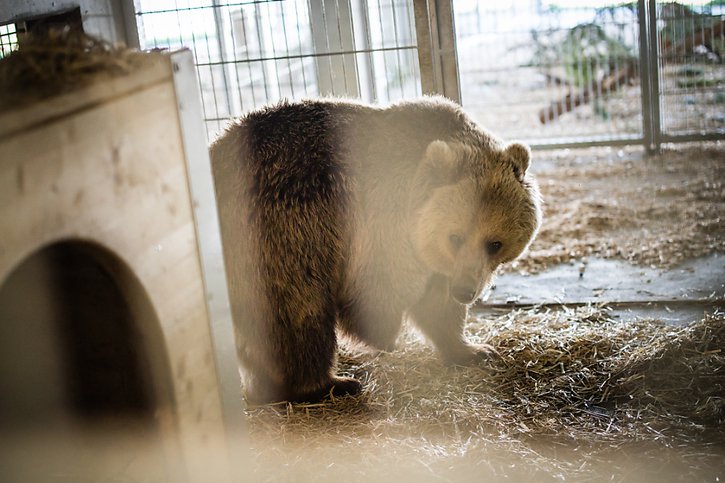 L'ourse Jamila explore prudemment son nouveau foyer à Arosa. © Keystone/Stefan Bohrer