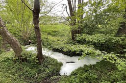 Le ruisseau du Croset pollué à Villars-sur-Glâne