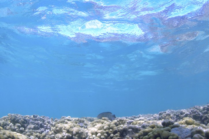 Les mers, qui recouvrent plus des deux tiers de la surface de la planète, génèrent la moitié de l'oxygène que nous respirons (image symbolique). © KEYSTONE/AP/CALEB JONES