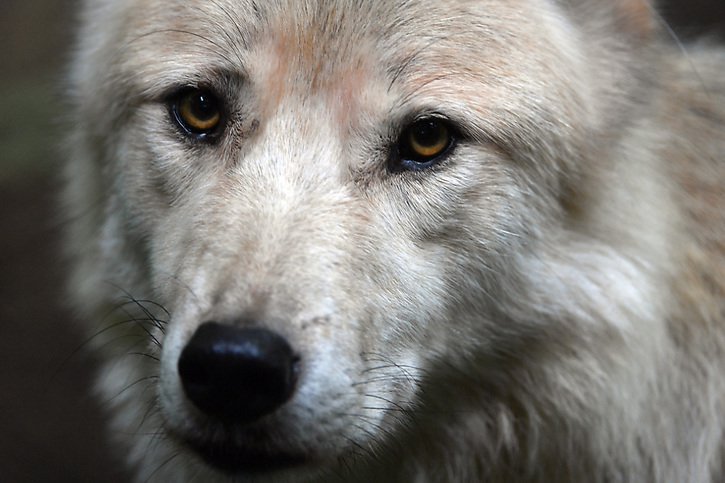 D'ici cinq ans, les loups présents dans les Alpes européennes devraient eux-mêmes réguler leur population dès lors que leur espèce aura saturé cet espace vital au coeur du continent (Photo d'illustration). © KEYSTONE/DPA-Zentralbild/MARTIN SCHUTT