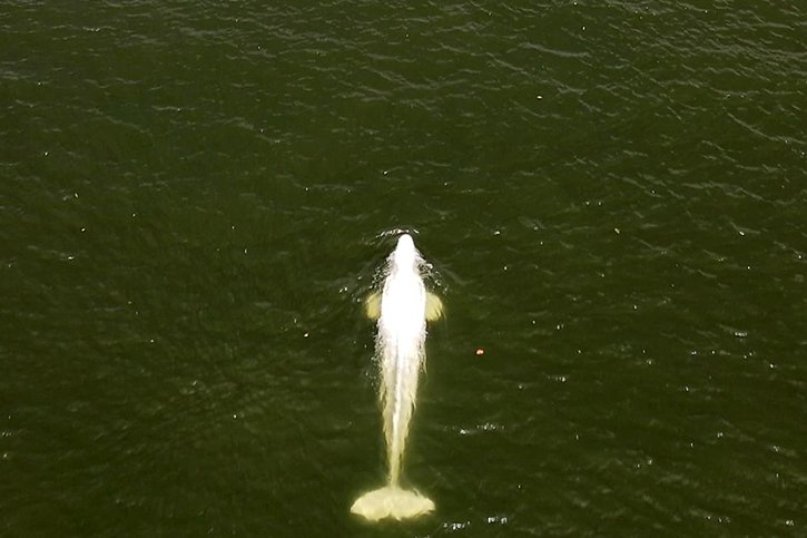 Le beluga se trouvait lundi dans un état stationnaire. © KEYSTONE/EPA/SEA SHEPHERD FRANCE / HANDOUT