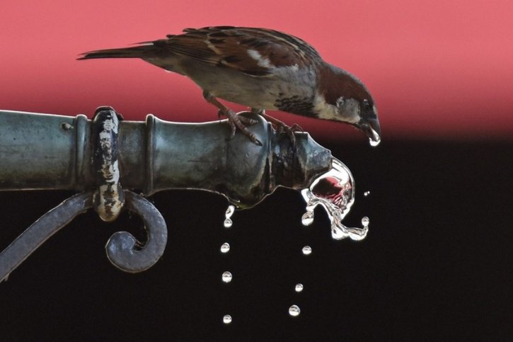 Humains et animaux ne peuvent plus boire l'eau de Pernes-les-Fontaines, qui "rend amoureux" selon la légende (image d'illustration). © Keystone/EPA DPA/PATRICK SEEGER