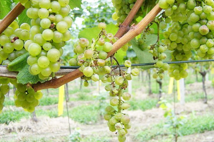 Les ceps de vigne touchés par la flavescence dorée doivent être enlevés et détruits. © Agroscope