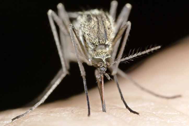 Culex pipiens est l’espèce de moustique la plus commune en Suisse. © Adobe Stock/ihorhvozdetskiy/saccobent/Claudio