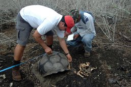 Enquête sur une chasse présumée de tortues géantes aux Galapagos