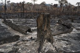 26% de l'Amazonie irréversiblement détruite (chefs indigènes)