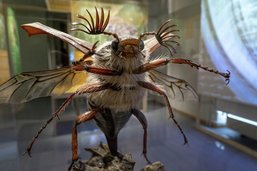 Exposition: perpétuer la mémoire du hanneton au Musée d’histoire naturelle de Fribourg