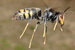 Redoutable tueur d'abeilles, le frelon asiatique sévit dans la Glâne