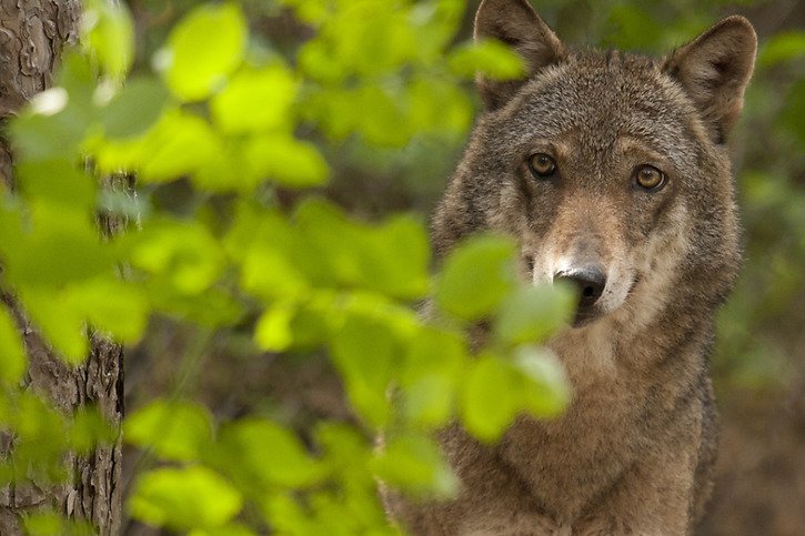 Le loup coûte 500'000 francs par an à la Confédération en frais de surveillance (archives). © KEYSTONE/PHOTPRESS/WWF/GIANCARLO MANCORI