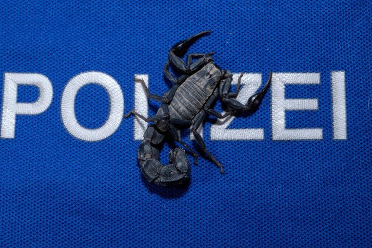 Une Zurichoise a découvert un scorpion vivant et très venimeux dans sa valise à son retour de vacances du Maroc. © Police municipale Zurich