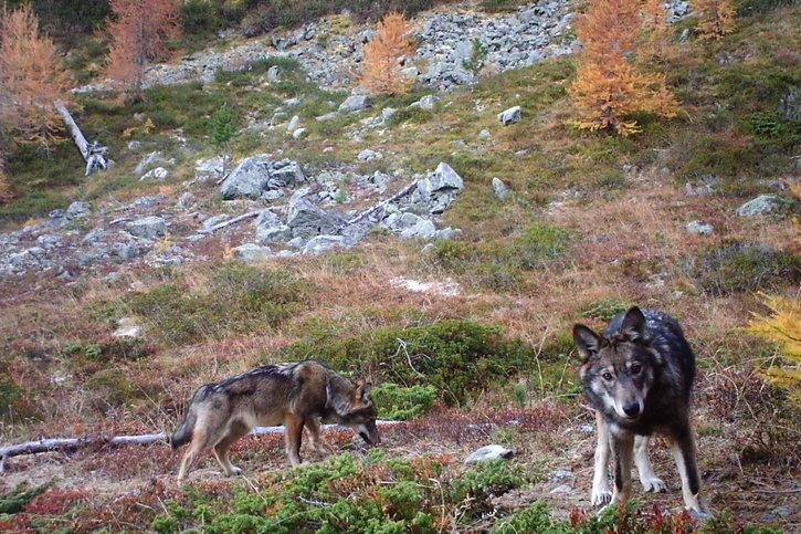 Une initiative populaire lancée dans le canton de Berne demande que le loup puisse être abattu plus rapidement que jusqu'ici (Archives). © KEYSTONE/GRUPPE WOLF SCHWEIZ GWS