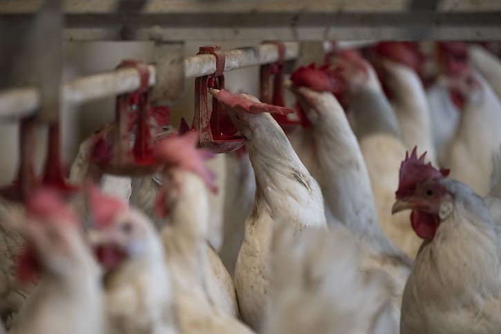 A l'approche des Fêtes en Europe, de nombreux pays ont détecté le virus de la grippe aviaire sur leur sol: la production de viande de volaille et d'oeufs en pâtit, et les prix s'envolent (image symbolique). © KEYSTONE/CHRISTIAN BEUTLER