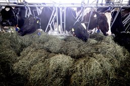 L'Union des paysans fribourgeois veut «assurer un revenu décent aux agriculteurs»