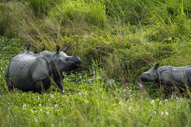 Les rhinocéros sont inscrits depuis 1977 à l'annexe I de la CITES, qui en interdit le commerce (image d'illustration). © KEYSTONE/AP/ANUPAM NATH