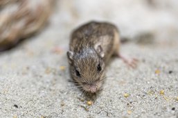 La souris la plus vieille au monde vit dans un zoo californien