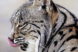 Broye: première attaque du lynx en plaine