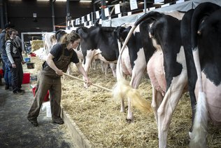Les vaches au rendez-vous à l'Espace Gruyère pour l'Expo Bulle