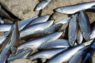 Des milliers de poissons se sont échoués dans le lit de la Sarine à Fribourg