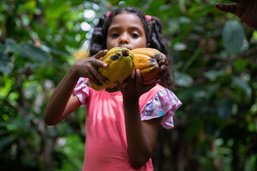 Travail des enfants et déforestation: l'amer goût du chocolat