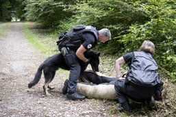 La brigade canine soutenue par ses gendarmes à quatre pattes