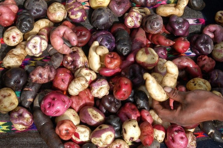L'ONU a déclaré le 20 mai Journée internationale de la pomme de terre. Le Pérou défendait cette cause, le pays cultive des milliers de variétés de la tubercule. (archives) © KEYSTONE/EPA/PAOLO AGUILAR