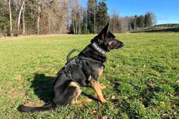 Cambriolage: Le chien policier Nox permet d’arrêter des voleurs et de retrouver leur butin