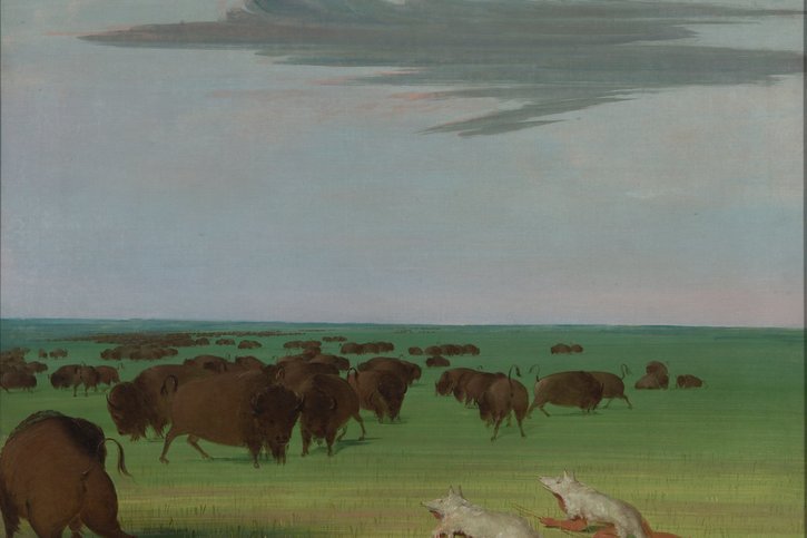 Chasse au bison sous le masque en peau de loup, tableau de George Catlin emblématique de cette «diplomatie garou» défendue par Baptiste Morizot. © DR