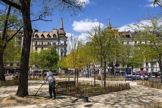 Genève veut atteindre un taux de canopée de 30% en ville en 2070