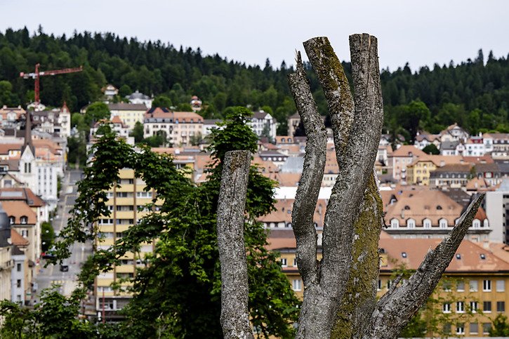 Quand cela a été possible, les arbres ont uniquement été élagués. © Keystone/JEAN-CHRISTOPHE BOTT